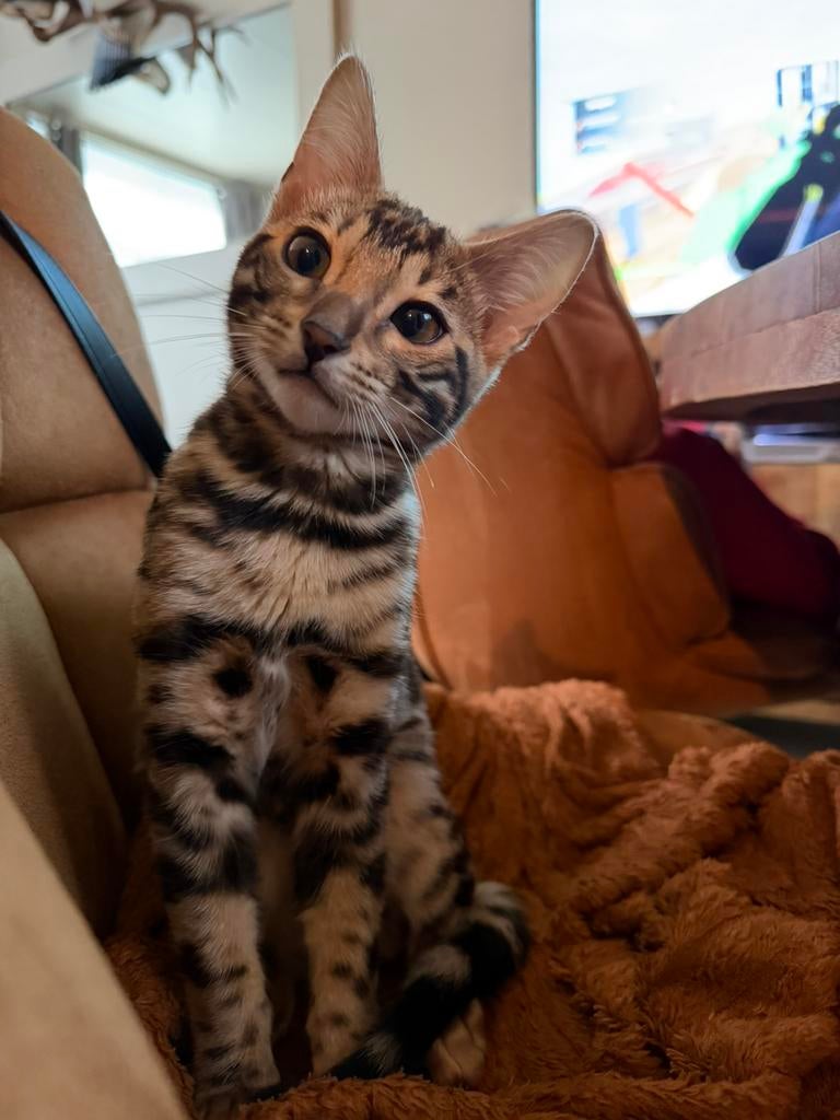 Bengaal katertje met fokrecht !, Dieren en Toebehoren, Kater, Ingeënt