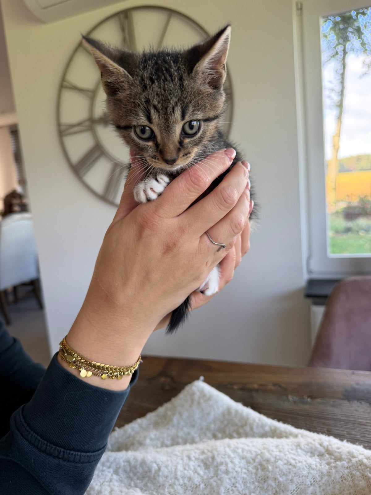 Kittens, Meerdere dieren, Kortharig, 0 tot 2 jaar