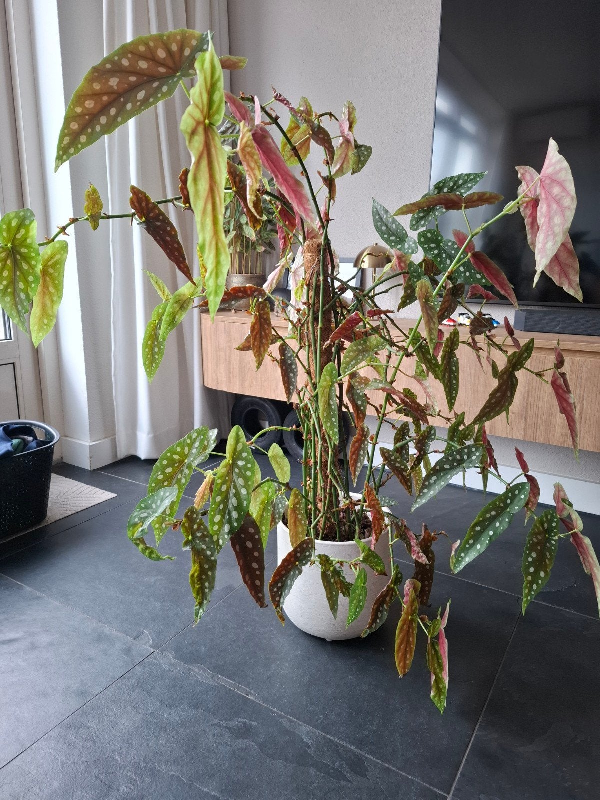 Stippen Begonia, Ophalen