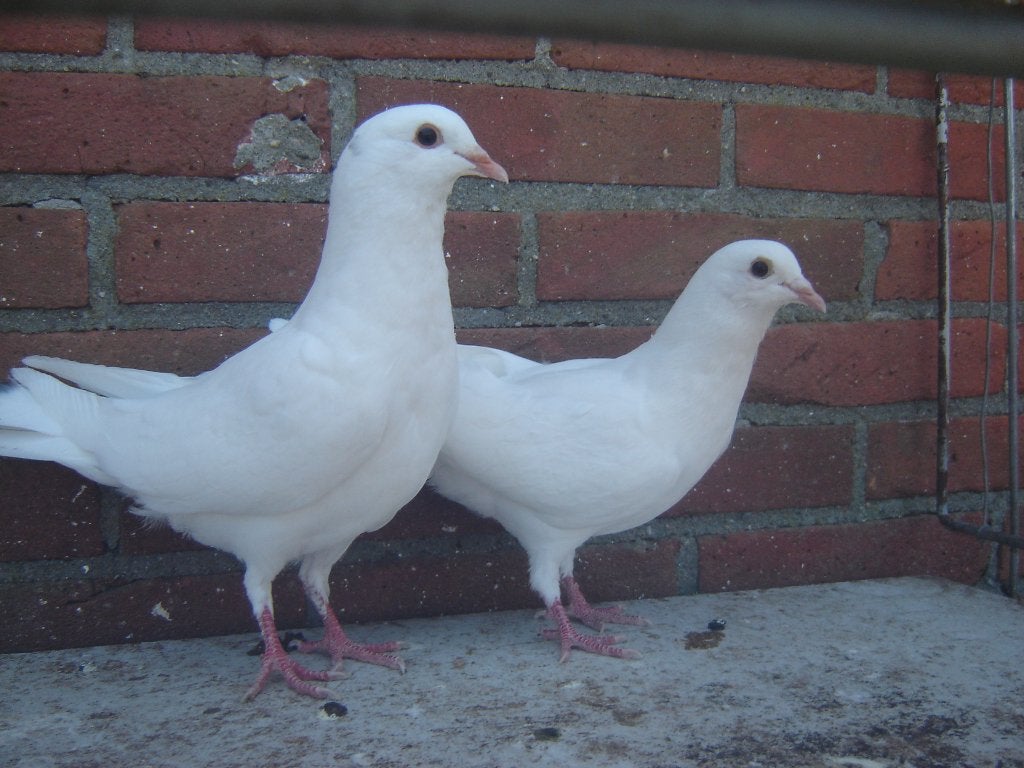 Witte..Sierduifjes *, Dieren en Toebehoren, Vogels | Duiven, Meerdere dieren, Overige soorten