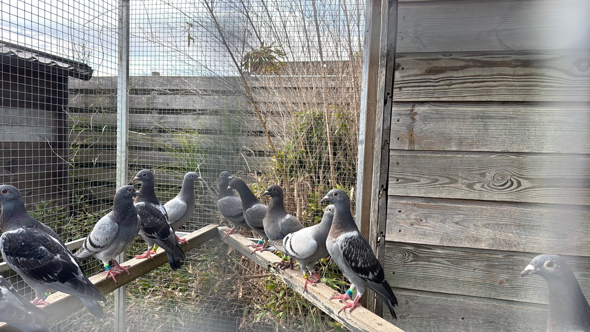 Jonge duiven  €15 p.st, Meerdere dieren, Postduif