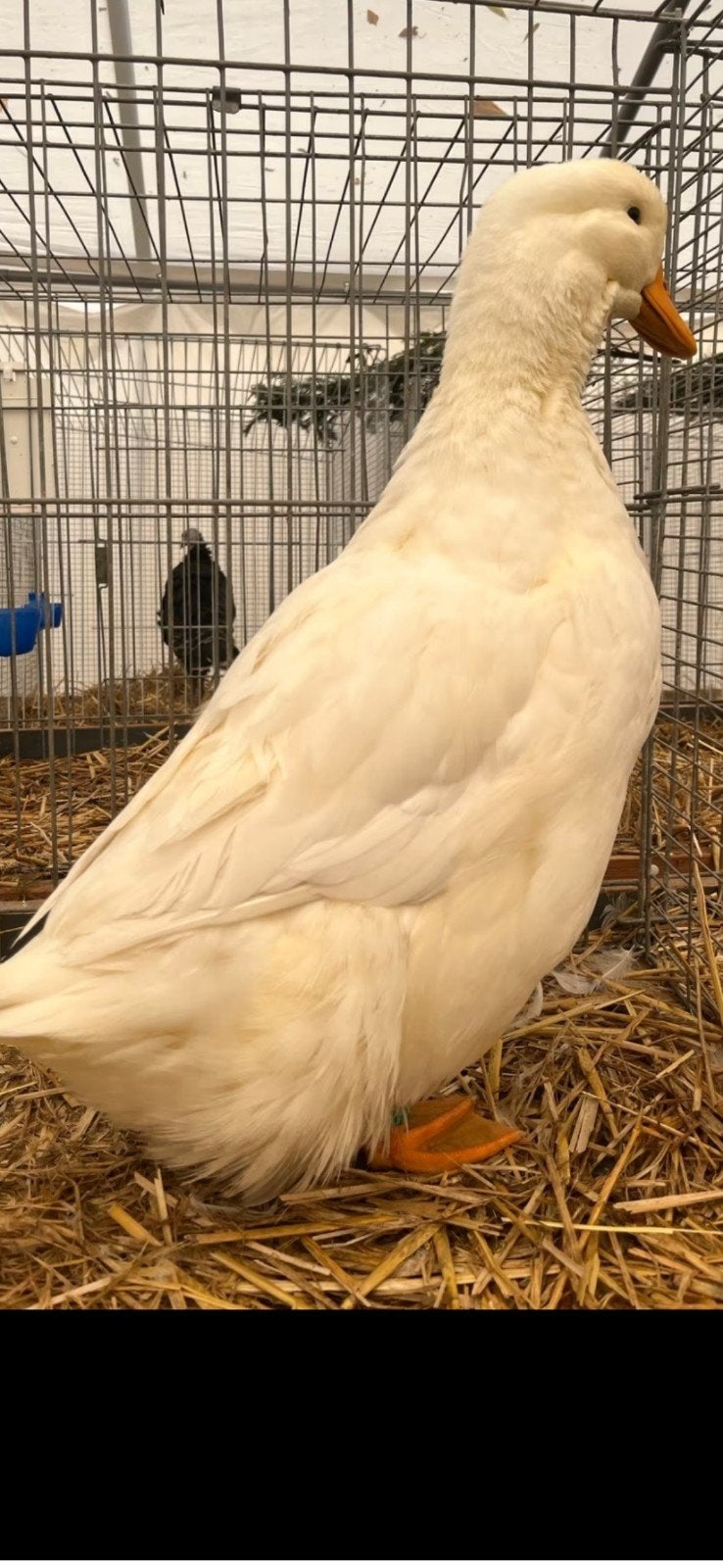 Duitse peking eenden, Meerdere dieren, Eend