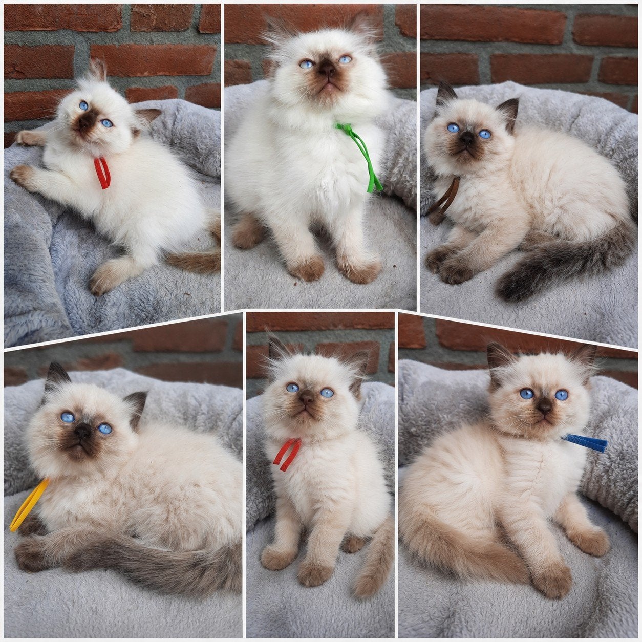 Ragdoll kittens met stamboom, Dieren en Toebehoren, Poes, Met stamboom, 0 tot 2 jaar
