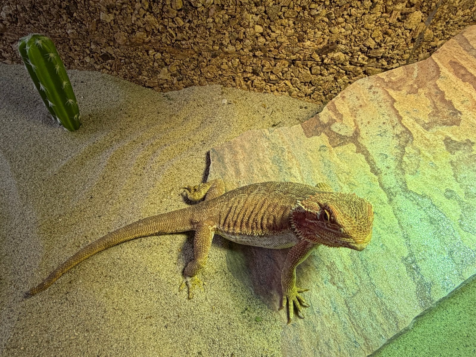 Mooie baardagaam, ongeveer 3 jaar oud. Bearded Dragon photo 5