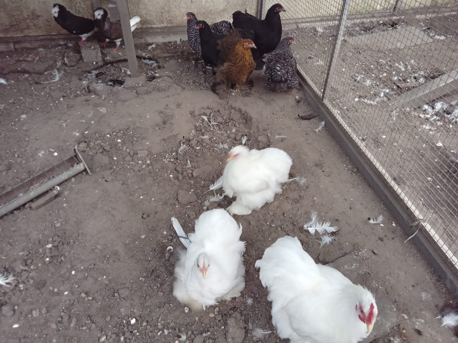 Mooie kippen 8 stuks, Dieren en Toebehoren, Pluimvee, Meerdere dieren, Kip