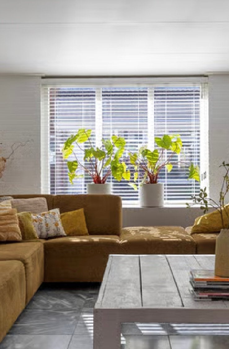 Twee prachtige Philodendron Gloriosum planten in pot, Huis en Inrichting, Ophalen, Overige soorten, Halfschaduw, In pot