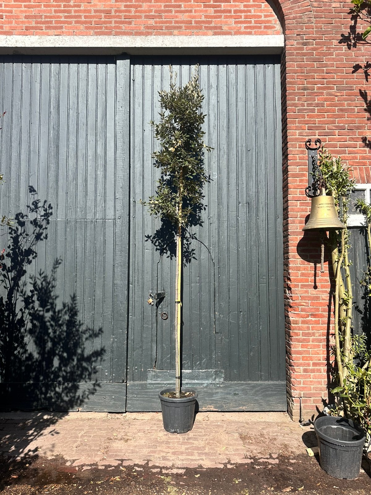 Quercus ilex hoogstam boom (steeneik), Tuin en Terras, Planten | Bomen, Ophalen