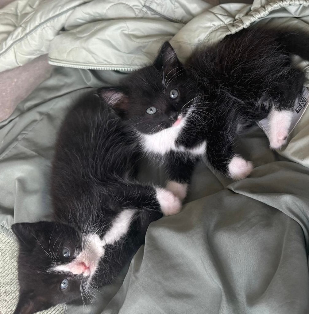 Kittens van Ragdoll  moeder en europese vader, Kater