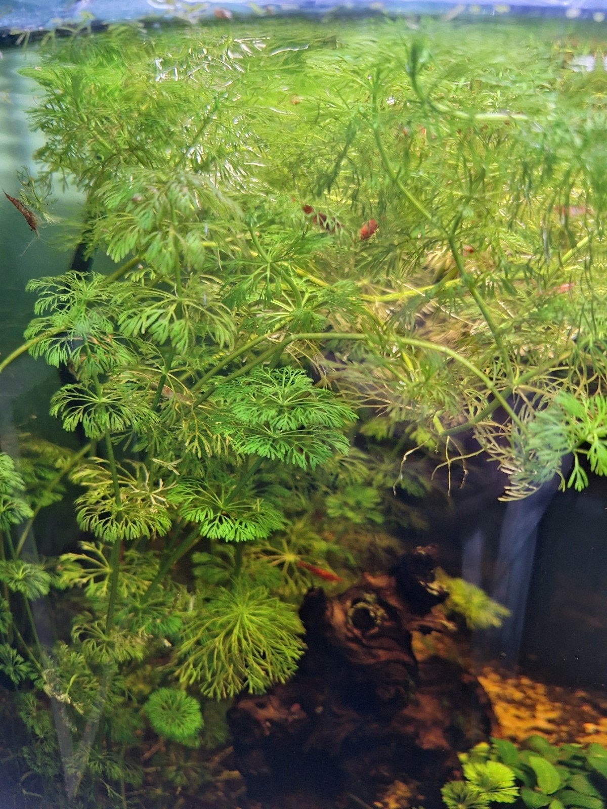 stekjes Limnophila Sessiliflora, ambulia
Nederlandse n, Ophalen, Nieuw, Plant(en), Steen of Hout