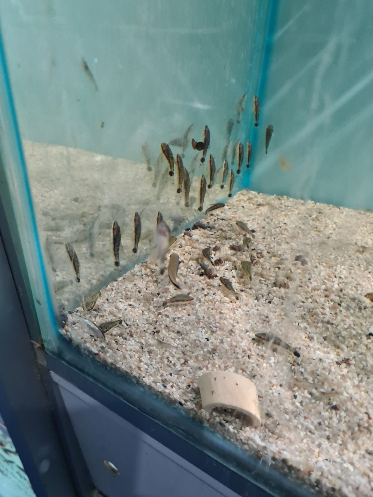 Otocinclus Vittatus algeneter, dwergalgeneter, Vis, Zoetwatervis, Schoolvis