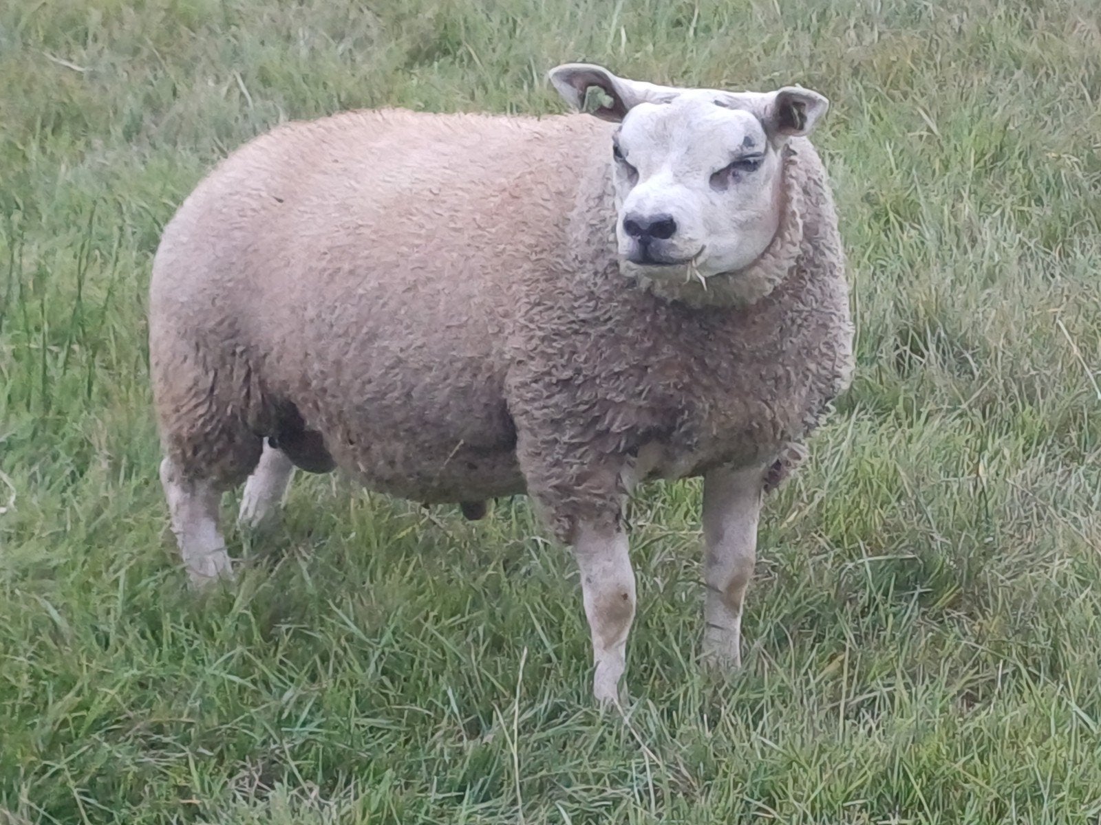 Mooie raszuivere Texelaar stamboek rammen, Dieren en Toebehoren, Schapen, Geiten en Varkens, Mannelijk, Schaap, 0 tot 2 jaar