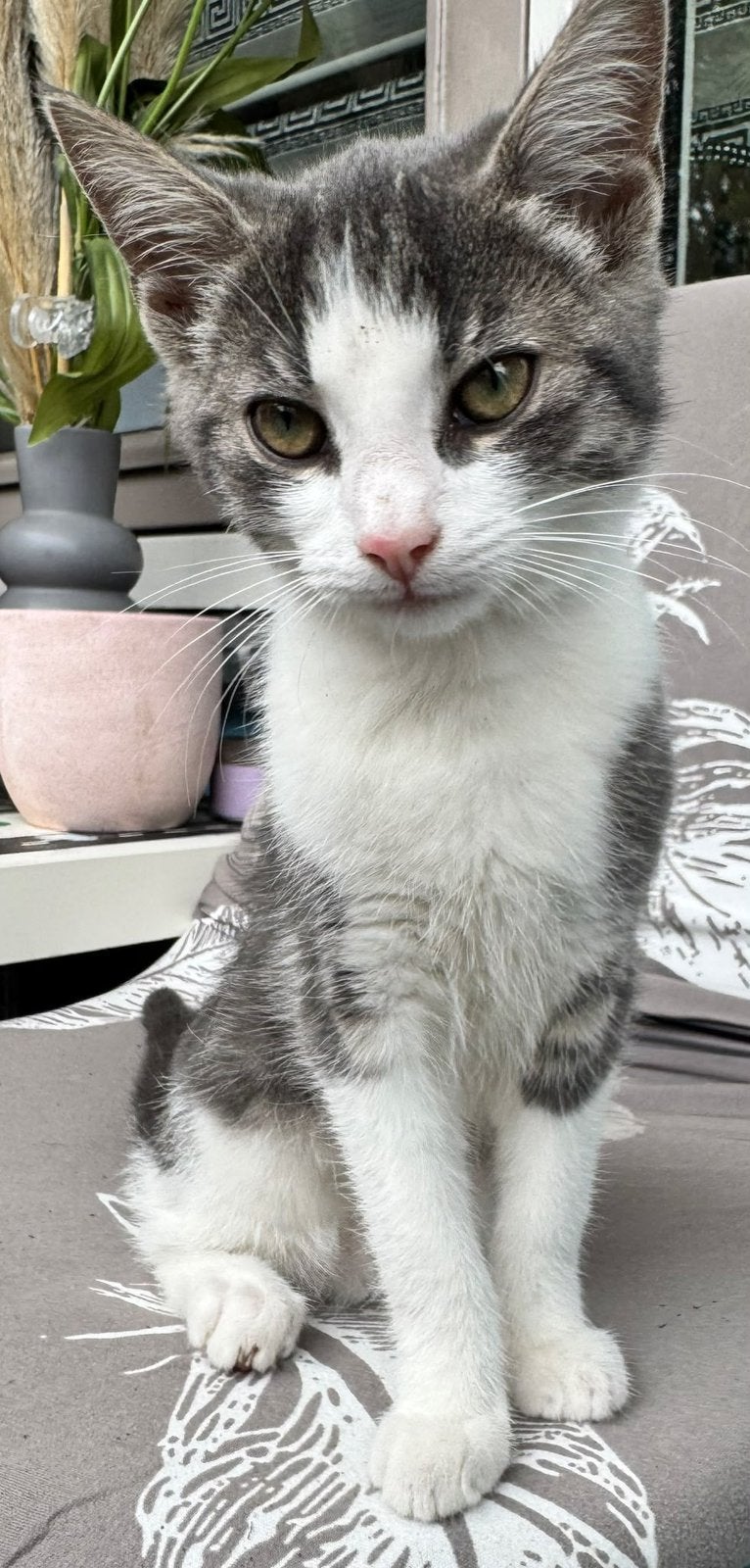 Europese korthaar kitten poes 12 weken oud, Poes, Ontwormd, 0 tot 2 jaar