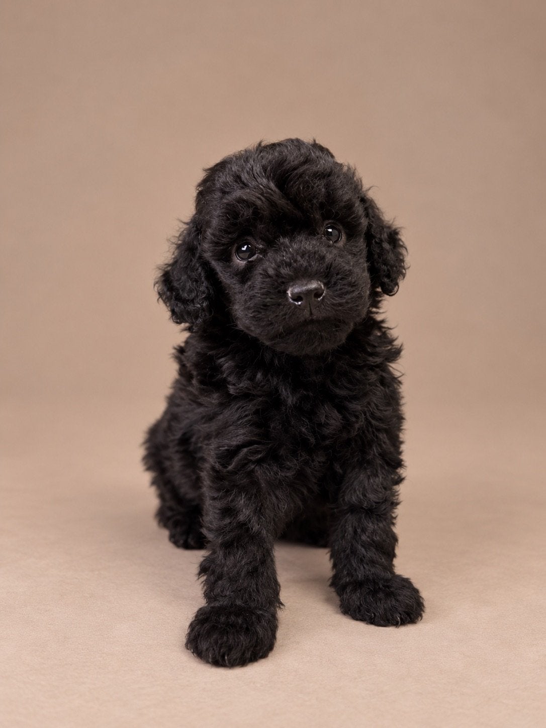 Maltipoo pups, maltipoo x toy poedel, Dieren en Toebehoren, Nederland, Overige rassen, CDV (hondenziekte), 8 tot 15 weken