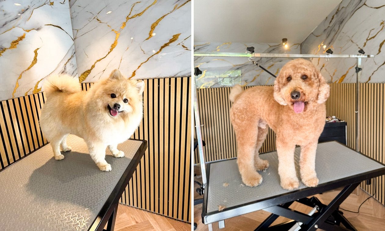 Honden trim salon en oppas, Diensten en Vakmensen, Dieren | Honden | Verzorging, Oppas en Les, Trimmen of Verzorging