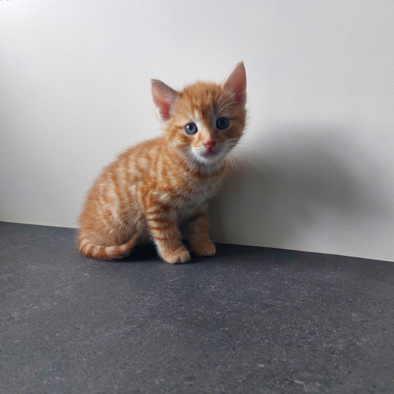 Jonge poesjes kittens, Dieren en Toebehoren