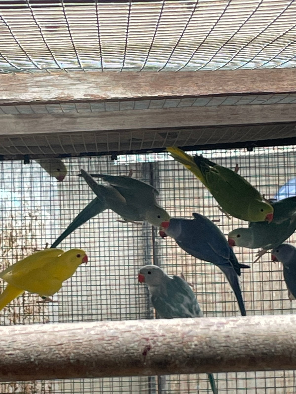 15 halsbanden.  Div kleuren., Dieren en Toebehoren, Vogels | Parkieten en Papegaaien, Meerdere dieren, Parkiet