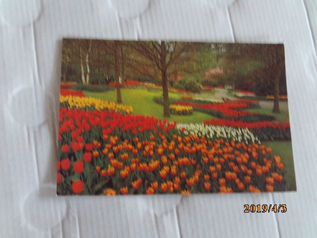 ansichtkaart keukenhof - lisse, Verzamelen, Ophalen of Verzenden, 1960 tot 1980, Ongelopen, Zuid-Holland