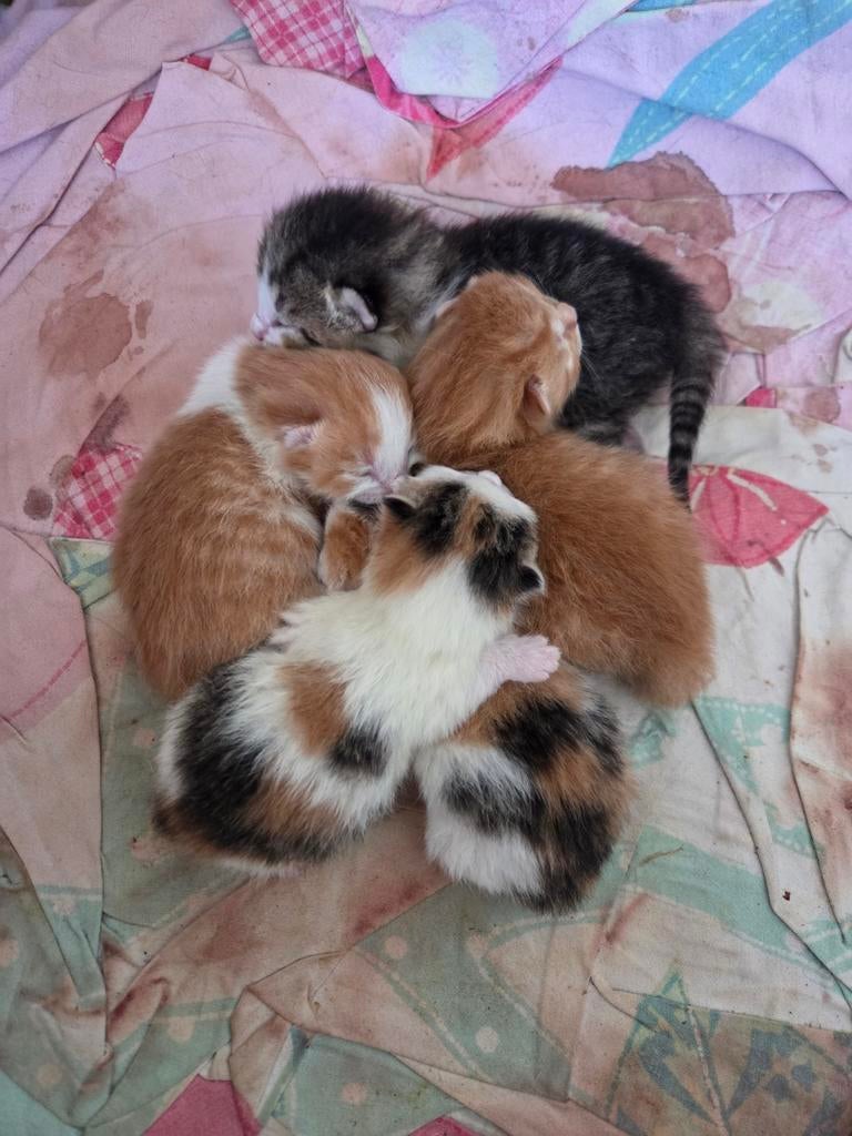 Kittens geboren 25 maart en 27 maart, Dieren en Toebehoren, Meerdere dieren