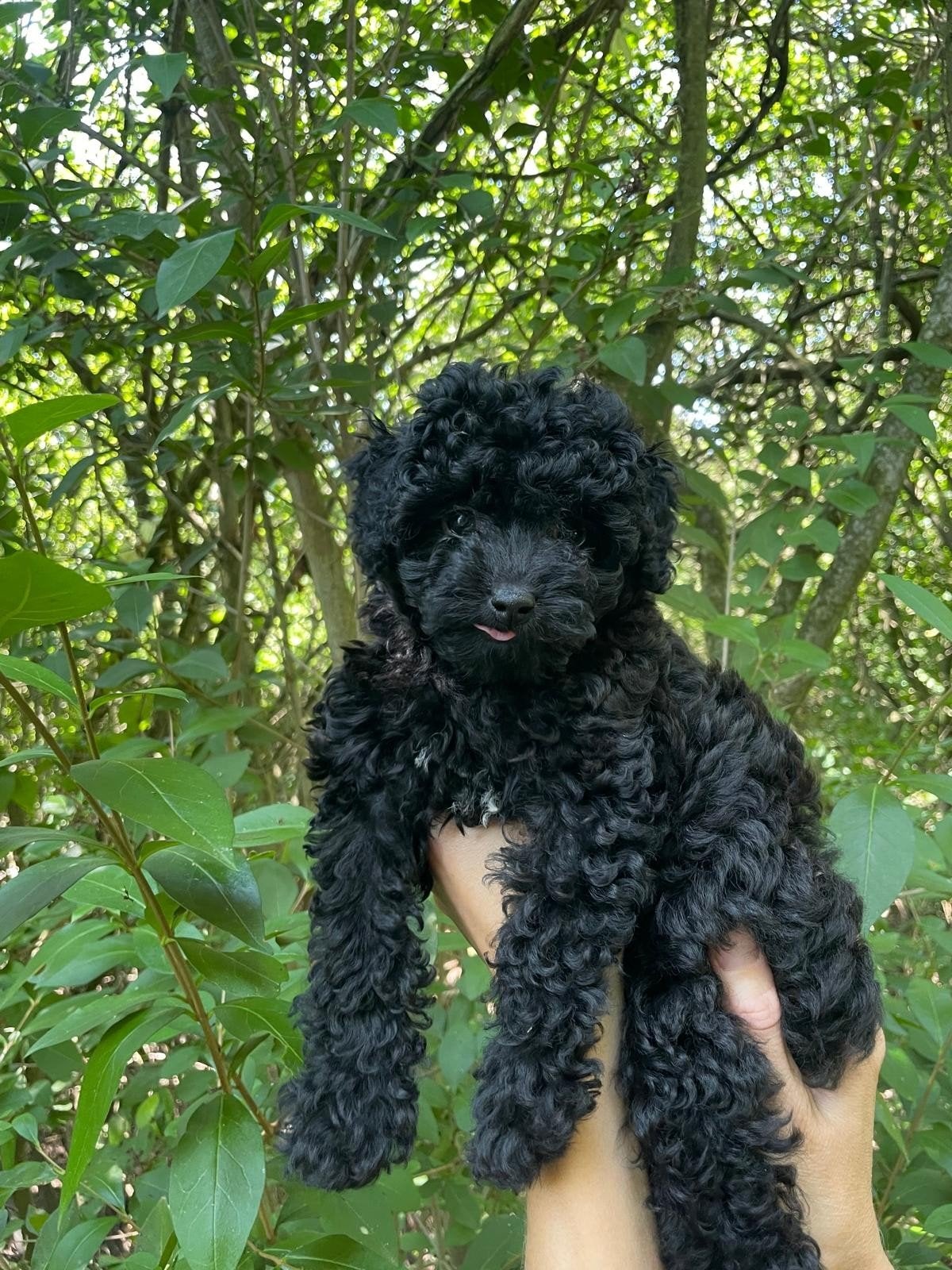 x Dwergpoedel pups, Parvo, Overige rassen, 8 tot 15 weken, Meerdere