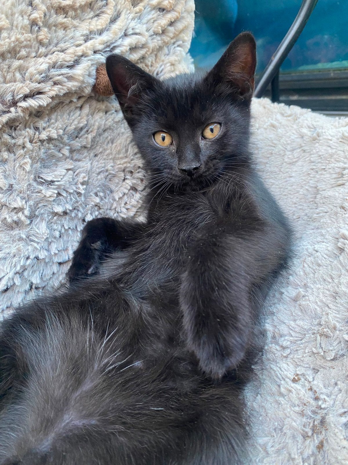 Zwarte kittens, Dieren en Toebehoren, Meerdere dieren