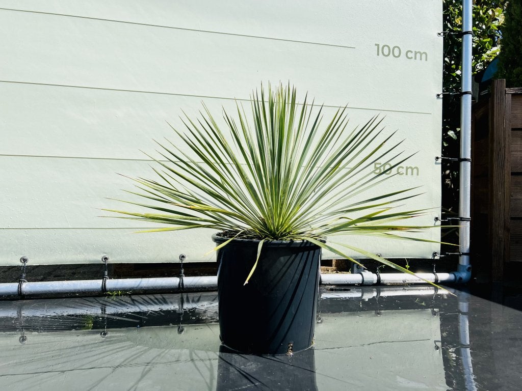 Palmboom - Yucca Rostrata - hoogte 60-70 cm, In pot, Halfschaduw, Ophalen of Verzenden, Minder dan 100 cm
