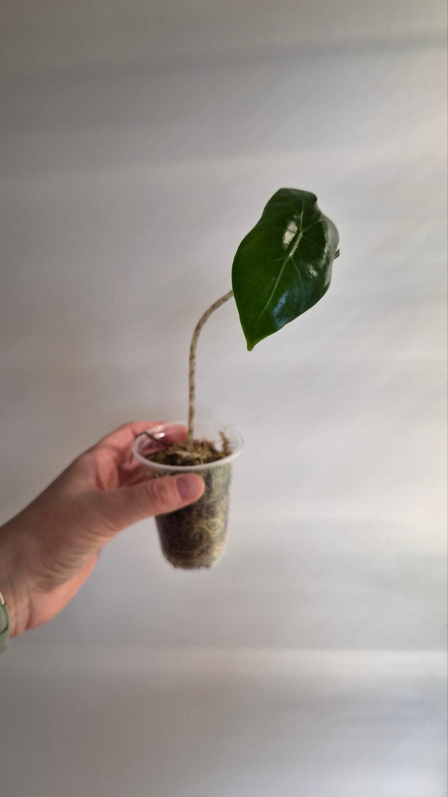Alocasia Zebrina babies, Huis en Inrichting, Kamerplanten, Ophalen of Verzenden, Halfschaduw, Minder dan 100 cm
