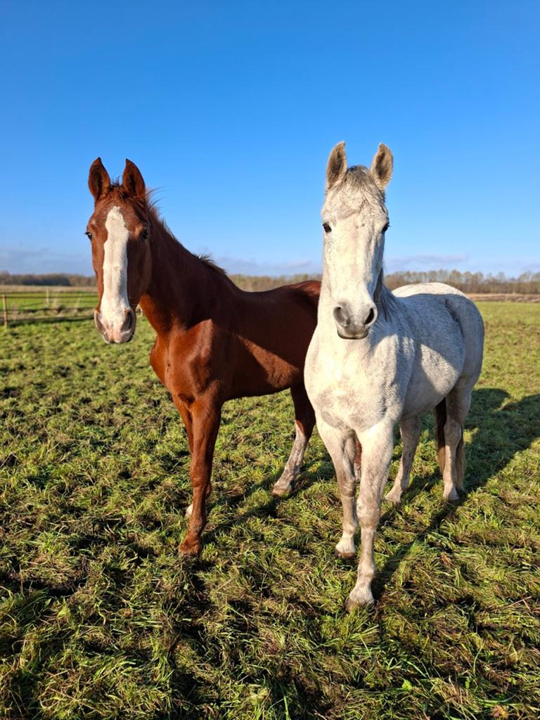 Verzorger gezocht 6 paarden, Ophalen of Verzenden