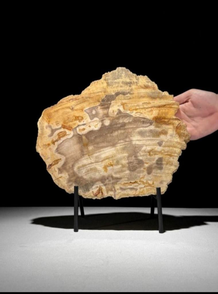 Gefossiliseerd hout met een op maat gemaakte standaard Sooka, Ophalen of Verzenden, 20 - 50 cm, Op sokkel, Beeld