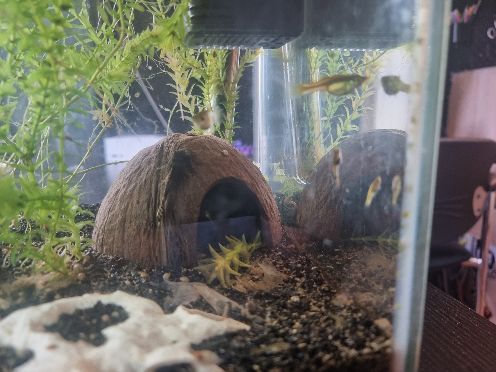baby en volwassen endler guppy's te koop (warm water vissen), Vis, Zoetwatervis