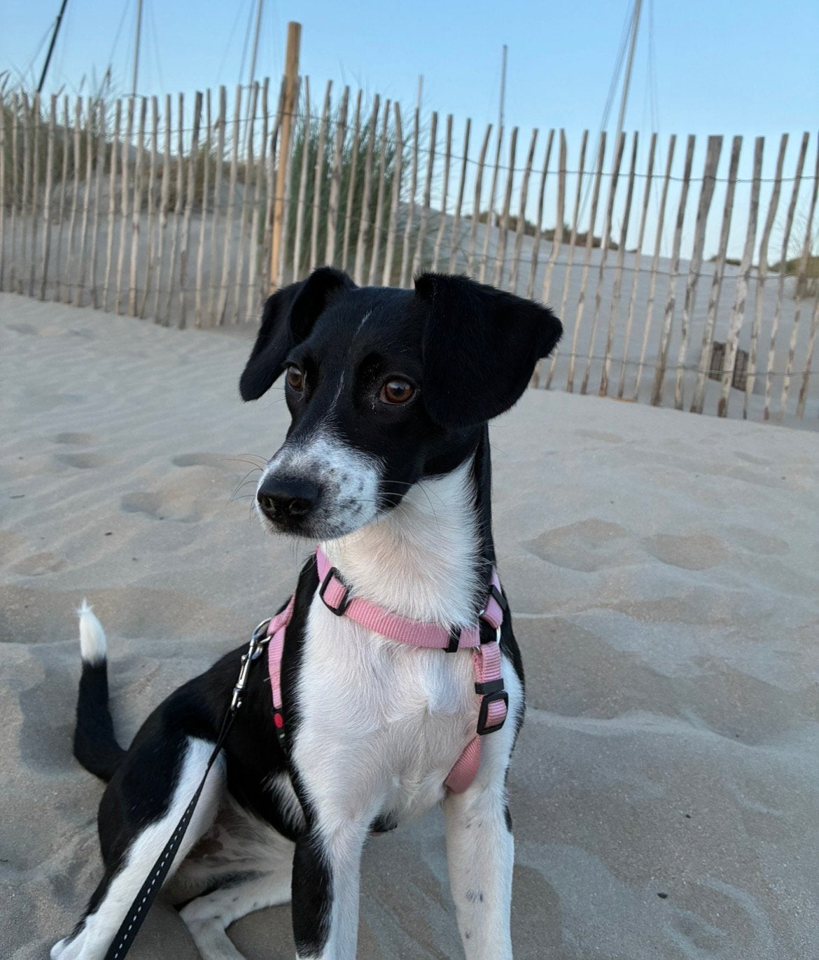 Pup, Particulier, 15 weken tot 1 jaar, Buitenland, Teef