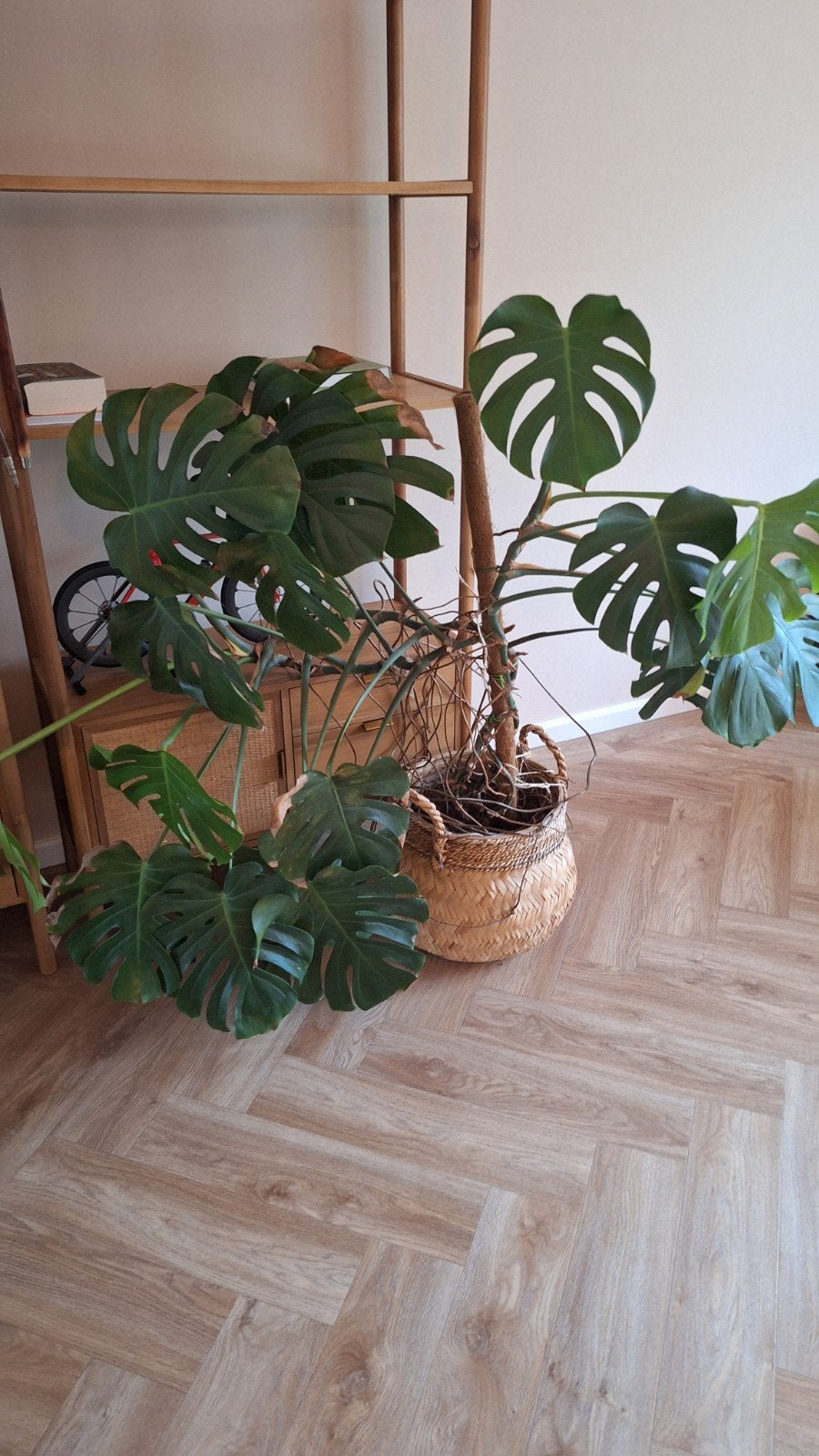 Grote Monstera Deliciosa - Kamerplant, Huis en Inrichting, Ophalen, Binnen, Natuurlijk materiaal, Met pot of vaas