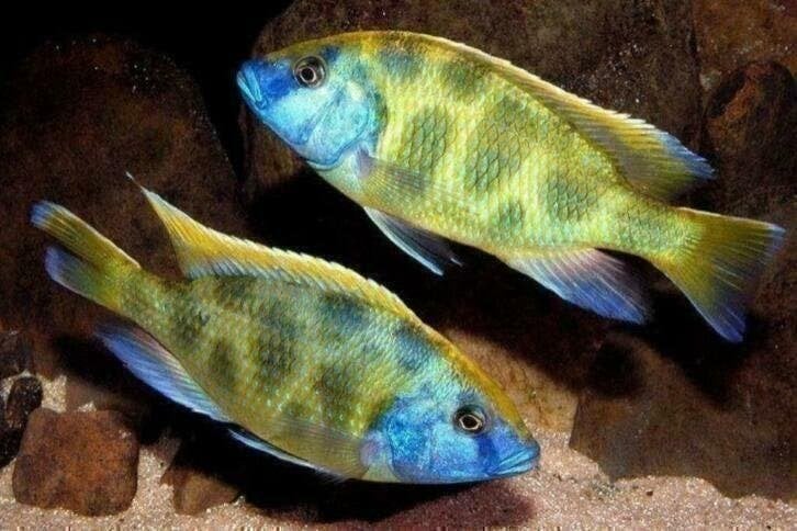 Ruim 50 soorten Malawi cichlide kleurige aquariumvissen, Vis