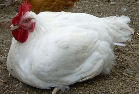 Slachtkippen, Dieren en Toebehoren, Pluimvee, Mannelijk, Kip