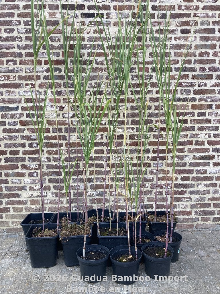 Siergras rode stengels Triarrhena lutarioriparia Reuzengras, Tuin en Terras, Ophalen, Siergrassen