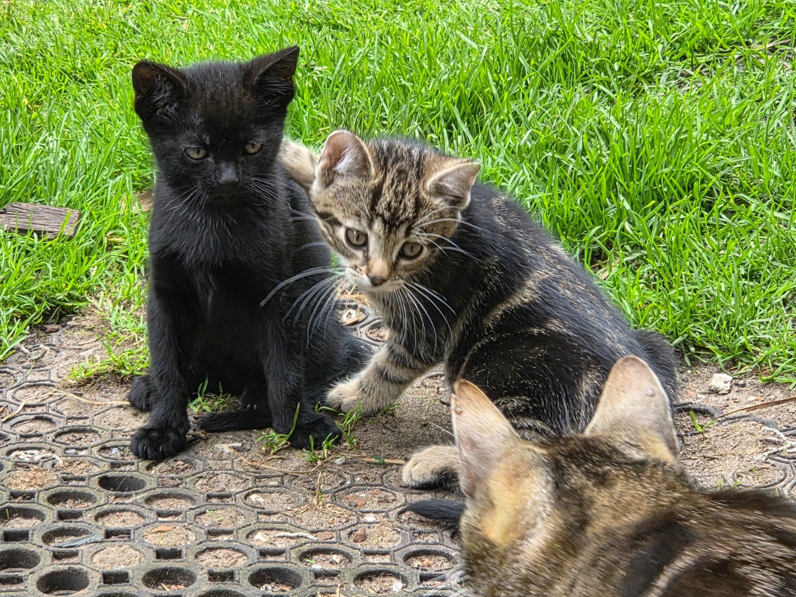 Boerderij kittens, Meerdere dieren