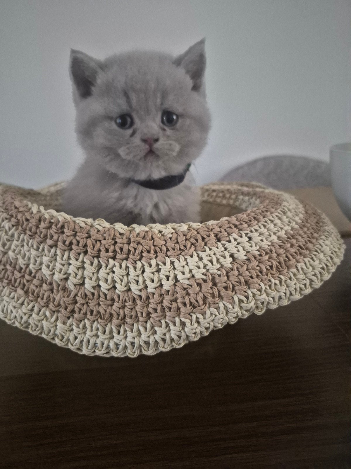 British korthaar, lilac katertje en poesje.  Nu 5 wk, Kater, Ingeënt, 0 tot 2 jaar