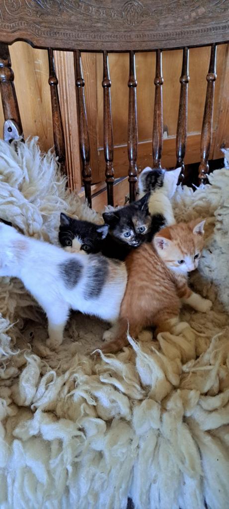 5 lieve kittens., Dieren en Toebehoren, Katten en Kittens | Overige Katten, Kortharig, Meerdere dieren, 0 tot 2 jaar