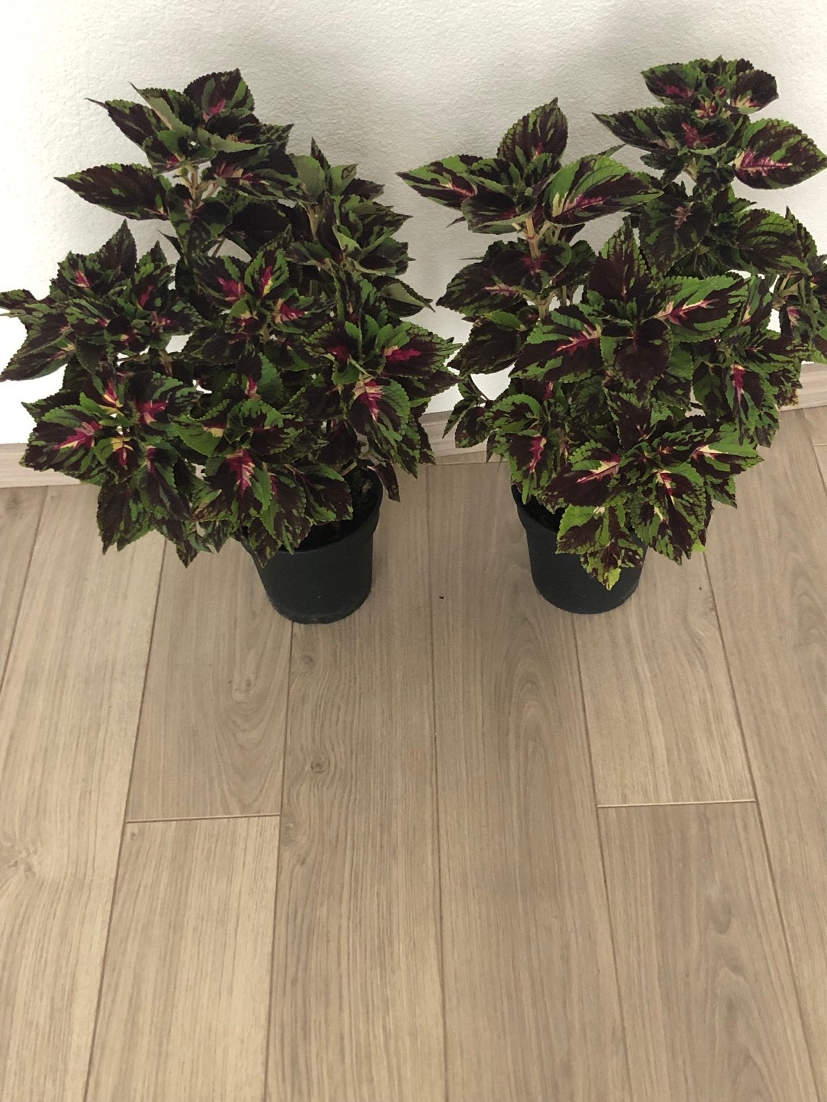 Prachtige Coleus planten (Siernetel), Eenjarig, Bloeit niet, Halfschaduw, Ophalen