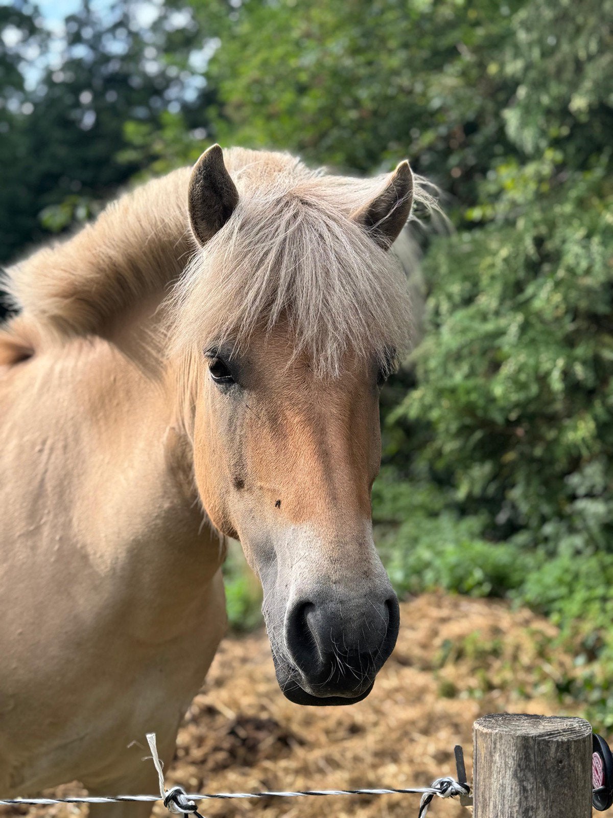 Acht jaar oude Fjordenmerrie met gouden hart, Dieren en Toebehoren