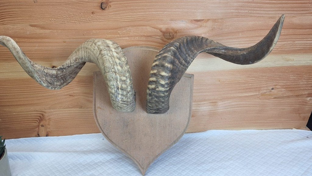 Taxidermie - opgezette ramshoorn, Verzamelen, Dierenverzamelingen, Ophalen of Verzenden, Gebruikt, Boerderijdier, Opgezet dier