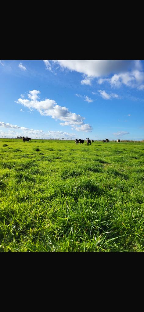 Weide gezocht voor schapen, Dieren en Toebehoren