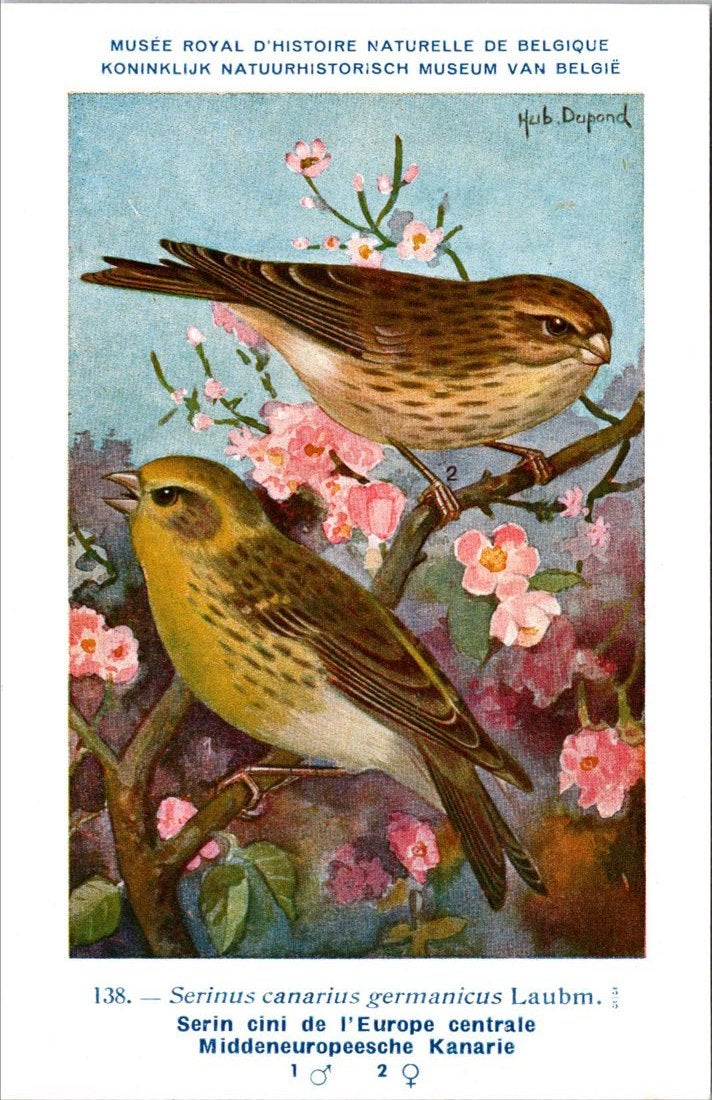 Europese Kanarie / European Serin – Nº 138 – (KBIN / IRSNB), Verzenden, 1940 tot 1960, Ongelopen, Vogel