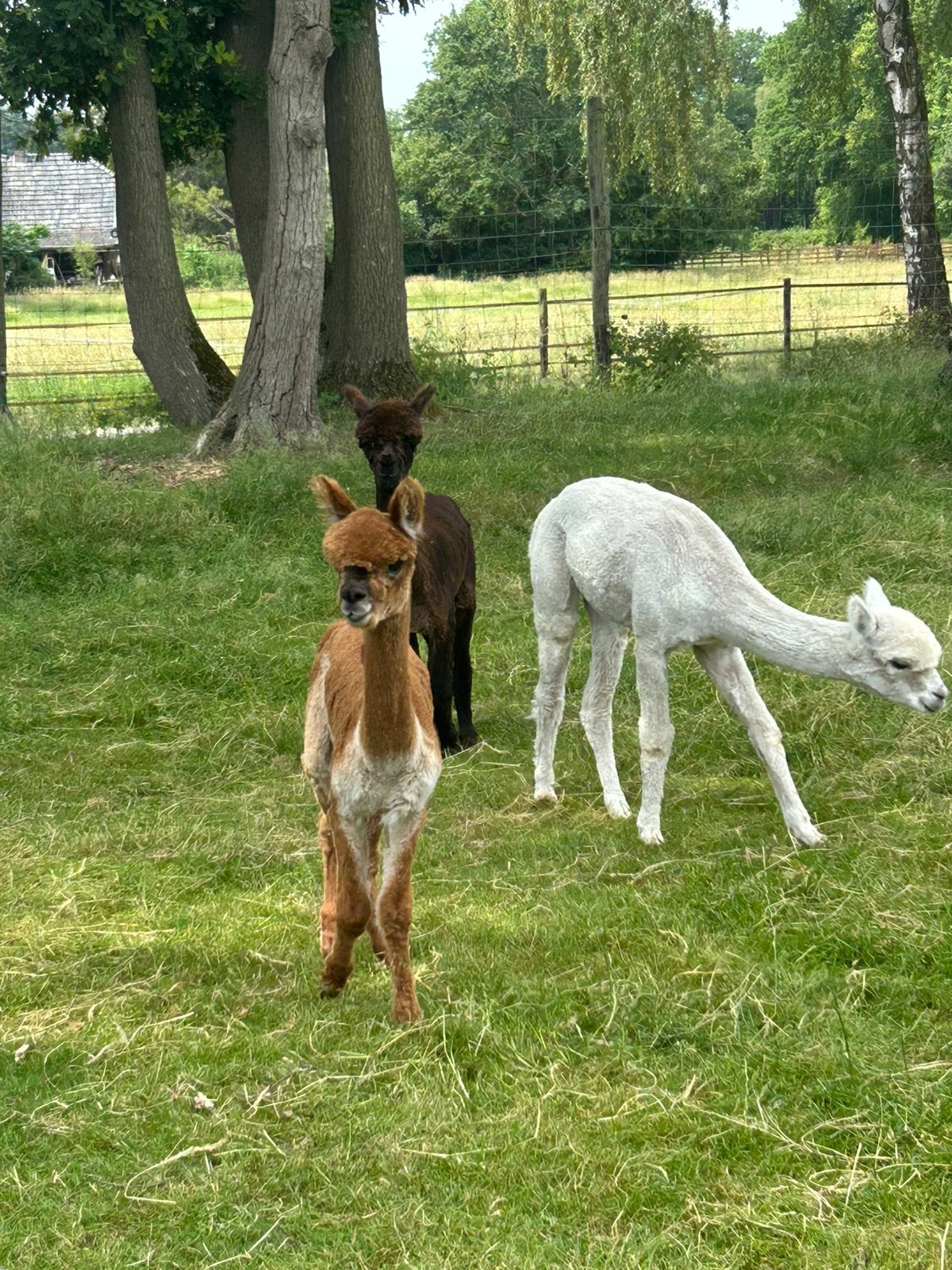 Alpaca s veulens, Dieren en Toebehoren, Overige Dieren, September, Meerdere dieren