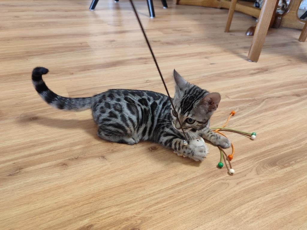 Bengaal Kitten ready to go, Poes