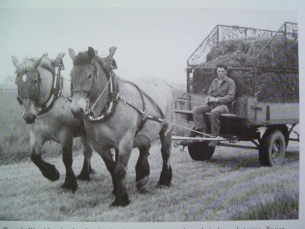 Trekpaarden in Zeeland. Het Belgische trekpaard., 20e eeuw of later, Ophalen of Verzenden, Zo goed als nieuw, J. Bruijns