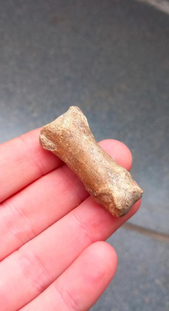 Fossiel botje uit de klauw van een Holebeer, ijstijd, Ophalen of Verzenden, Fossiel