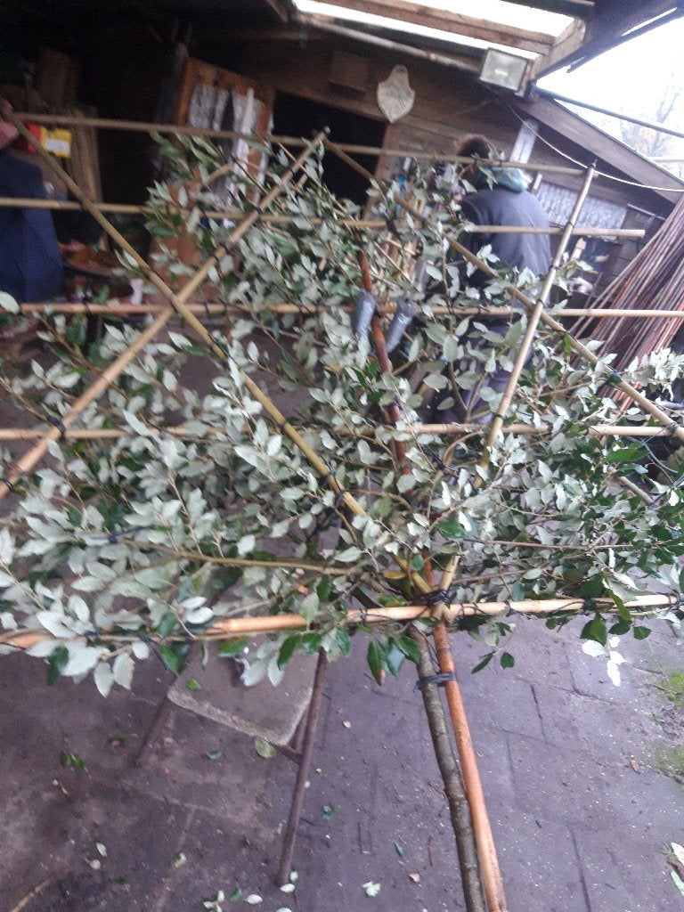 Quercus ilex of steeneik als leiboom in pot, Tuin en Terras, Bloeit niet, Leiboom, 250 tot 400 cm, Ophalen
