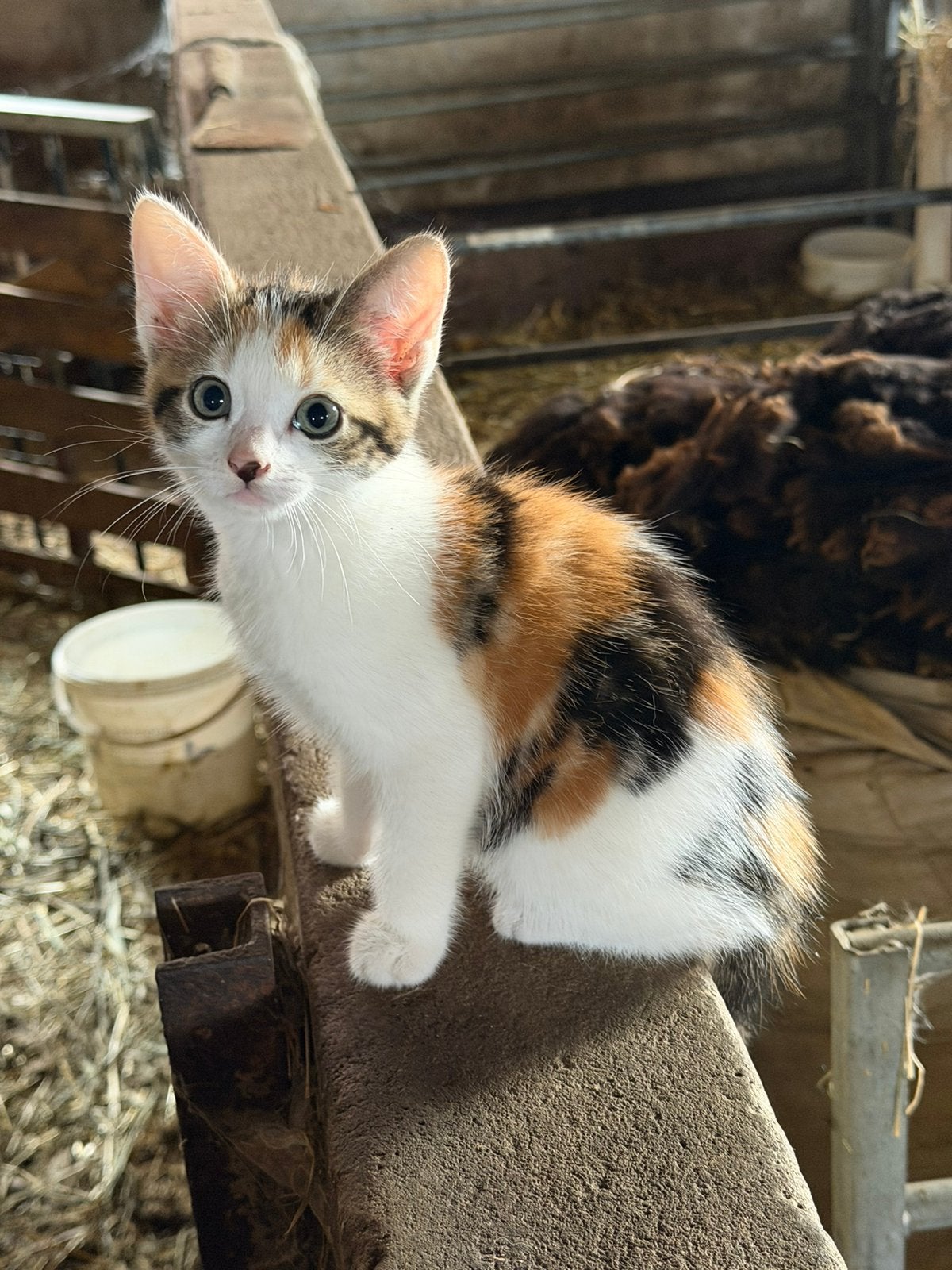 Jonge kittens, Meerdere dieren, Kortharig, 0 tot 2 jaar