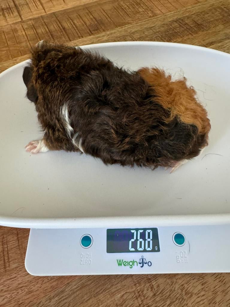 Cavia beertje, Dieren en Toebehoren, Knaagdieren, Cavia, April, Mannelijk, Tam