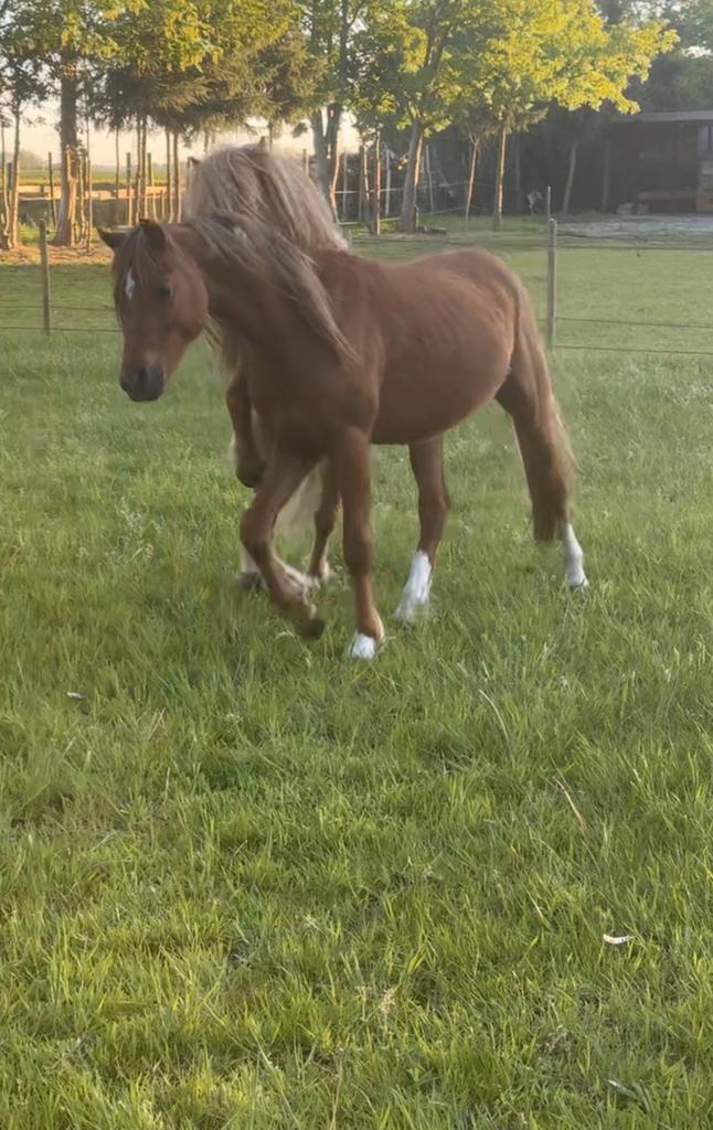 Onwijs leuke en lieve!!! b welsh pony, Dieren en Toebehoren, Pony's, Met stamboom, 0 tot 2 jaar, Hengst, C pony (1.27m tot 1.37m)